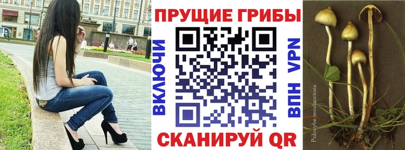 omg   Ярославль  Псилоцибиновые грибы Psilocybe 